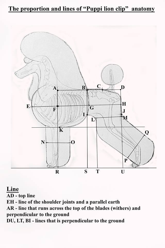 Схема стрижки пуделя скандинавский лев