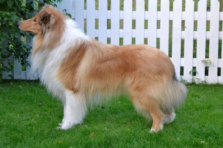 Pitkäkarvainen collie, Pahlex Majestic Dreams