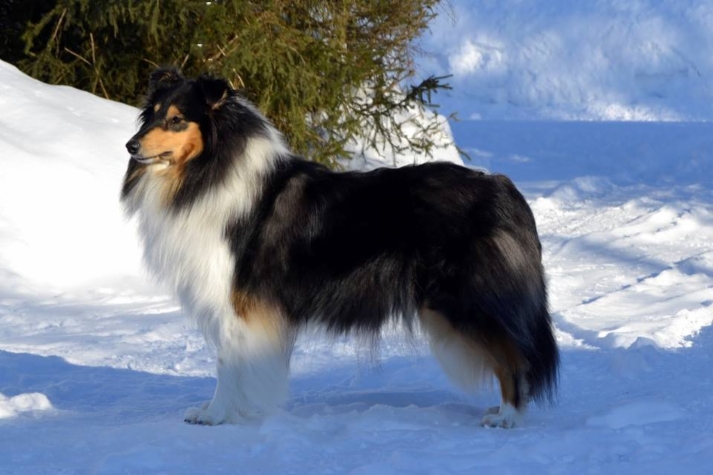 Pitkäkarvainen collie, Dispiritos Cordelia Daisy Pierce