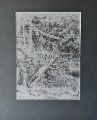 200&euro; 2020, j&auml;ljenn&ouml;s Shishkinin piirroksesta, lyijykyn&auml;, hinta sis&auml;lt&auml;&auml; paspartuurin