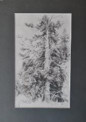 200&euro; 2020, j&auml;ljenn&ouml;s Shishkinin piirroksesta, lyijykyn&auml;, hinta sis&auml;lt&auml;&auml; paspartuurin