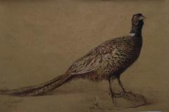 SOLD, Fasaani, 2020, hiili, seepia ja punaliitu