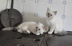 dies_ja_diomedes_8vko