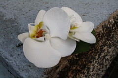 orkidea viehe