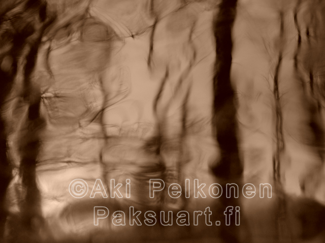 jaametsan puut