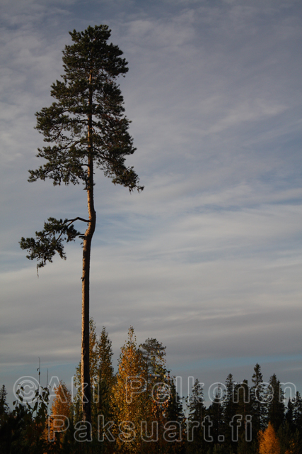Puu Pitkulainen