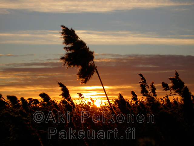 kaislat kumarassa kulkee