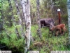 moose_and_baby