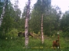 moose_and_twins010817
