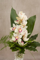 Onnittelukimppu orkidea