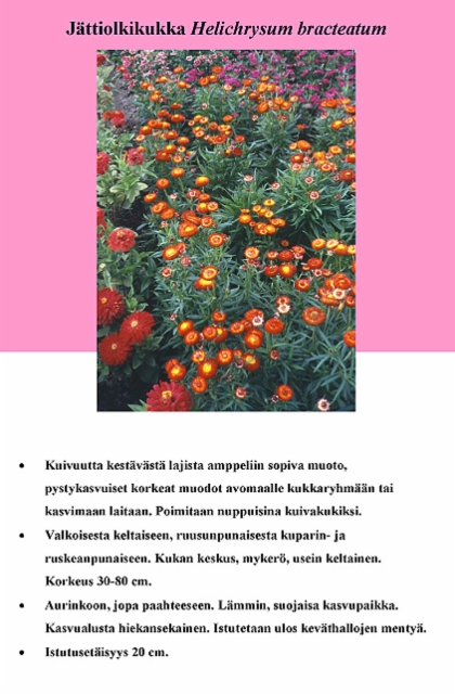 jattiolkikukka_helichrysum_bracteatum