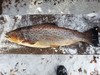 Kivijärven komea taimen 3,5 kg - Koneosapalvelun Alirannat ovat kovia kalamiehiä