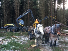 Puistometsäpalvelu Oldenburgin Ponsse Scorpion ja Åfeltin työhevoset samalla työmaalla - tehokasta yhteistyötä