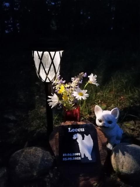Leccu -kissan hautapaikka illalla Leccu -kissan hautapaikka illalla