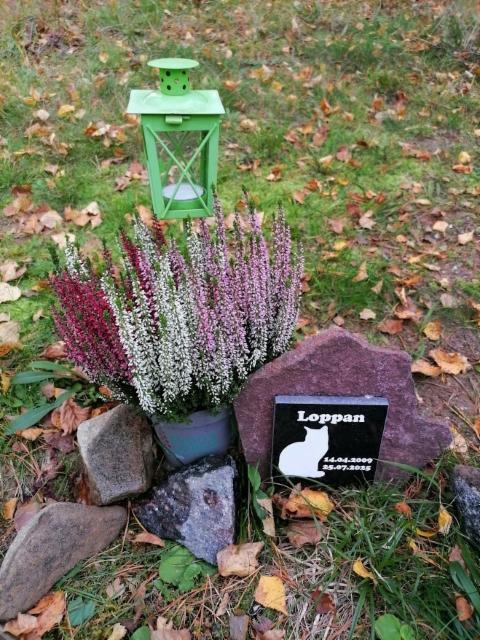 Loppan -kissan hauta syksyllä Loppan -kissan hauta syksyllä