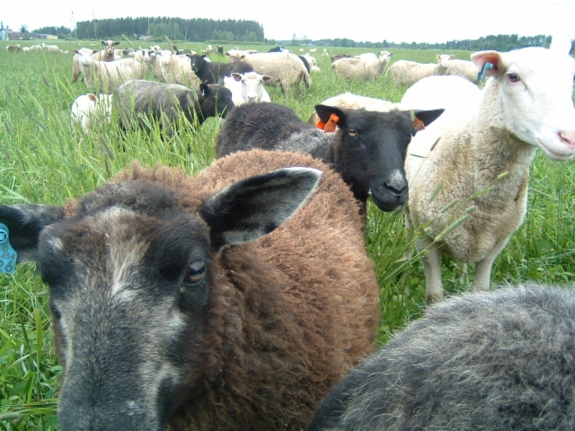 Kotimaista lammasta