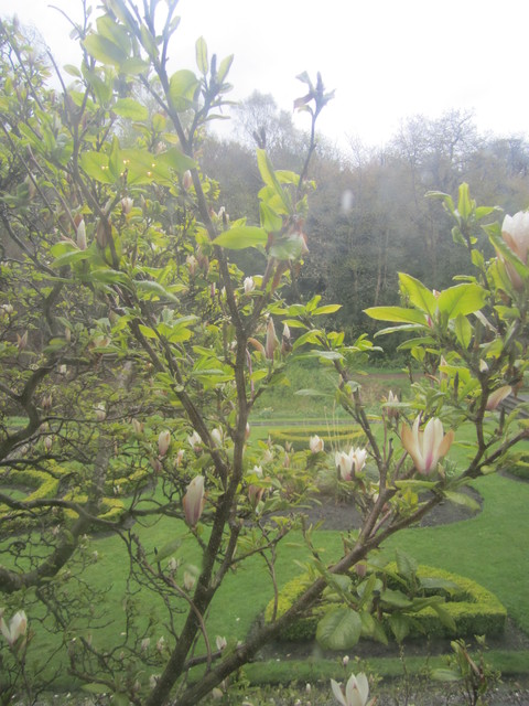 Magnolia kukkii (Dalkeith, Skotlanti)