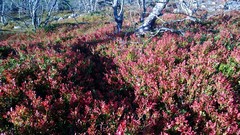 Maaruskaa Pyh&auml;tunturilla (Pelkosenniemi)
