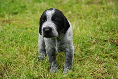 Casku