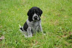Coitos (Bruno)