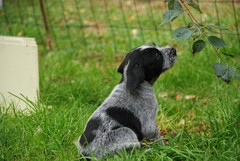 Casku