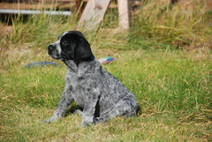 Coitos (Bruno)