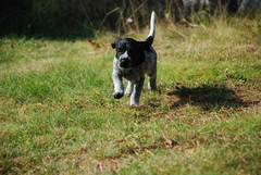Coitos (Bruno)