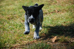 Coitos (Bruno)