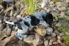 Coitos (Bruno)