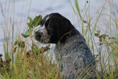 Rouka