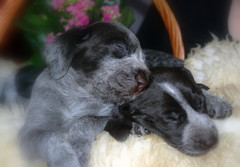 Donna Leon & Deja Vuf