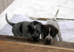 Dear Dilemma, Myy & Deja Vuf, Usva