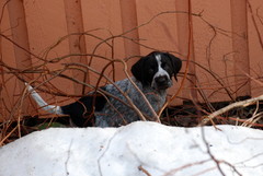 Otto