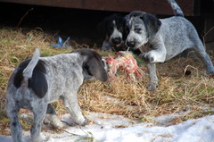 Otto, Myy & Karu