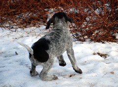 Otto