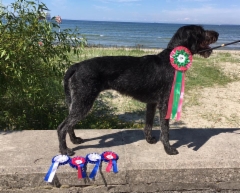 EE JMVA Eminent Erin. Kuva Marjaana Nissil&auml;-Ryytty