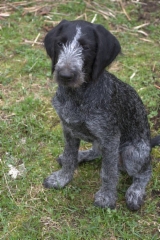 emmi