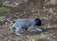 narttu