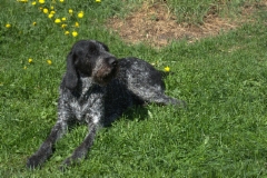 casku