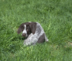 nalli
