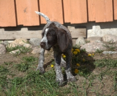 nalli2