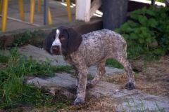 nalli3