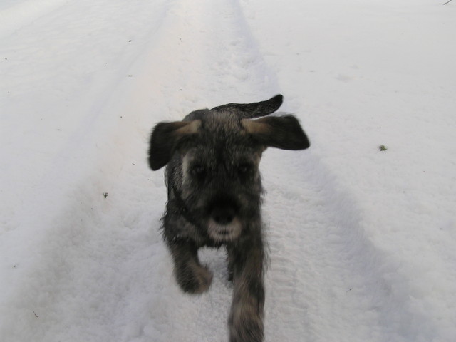 min� pieni