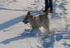 venla_talvi2005
