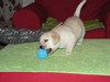 joy_joy_lelu