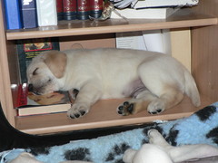 emman pennut 11.2.2012 008