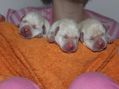 girls_2days_old