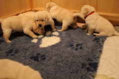 Puppies 3 weeks