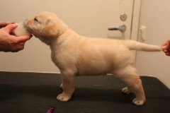 Violet_boy_5weeks