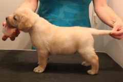 Blue_boy_5weeks